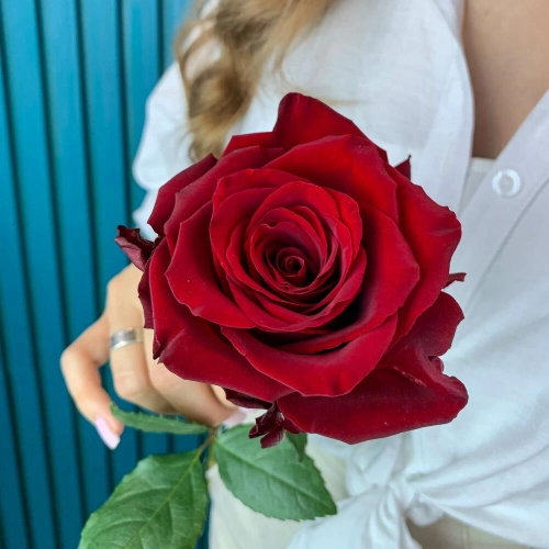 Комплимент из красной эквадорской розы – минимализм роскоши Бокситогорск Ленинградская область Комплимент из красной эквадорской розы – минимализм роскоши Бокситогорск Ленинградская область