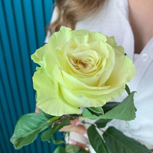 Комплимент из белой эквадорской розы – элегантность в каждом лепестке Бокситогорск Ленинградская область Комплимент из белой эквадорской розы – элегантность в каждом лепестке Бокситогорск Ленинградская область