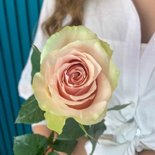 Комплимент из розовой эквадорской розы – минимализм роскоши Бокситогорск Ленинградская область Комплимент из розовой эквадорской розы – минимализм роскоши Бокситогорск Ленинградская область